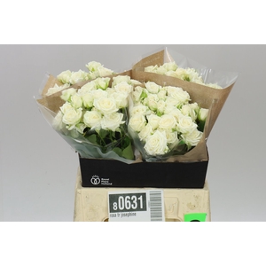 Rosa Tr Josephine
