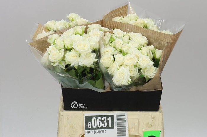<h4>Rosa Tr Josephine</h4>