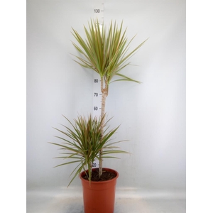 Dracaena marg. 'Bicolor'