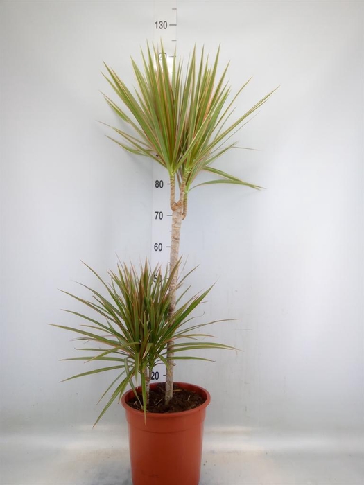 <h4>Dracaena marg. 'Bicolor'</h4>