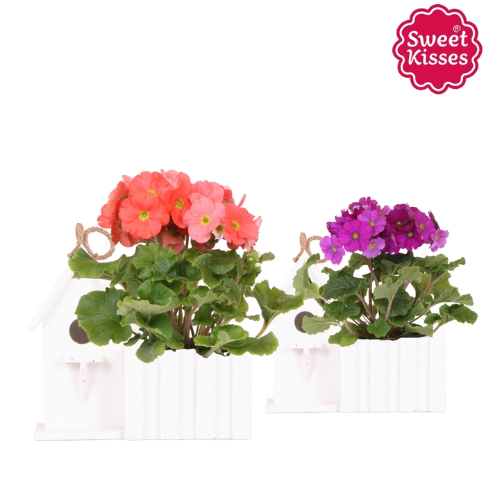 <h4>Primula Obconica Sweet Kisses mix in Birdhouse white</h4>
