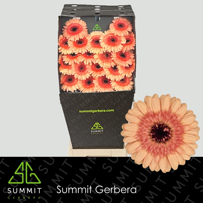 <h4>Gerbera mini Oreo</h4>