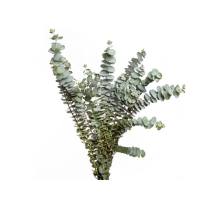 FOLHAGEM EUCAFLOR 080 CM