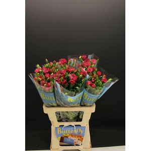 Ran Butterfly Lycia 60cm