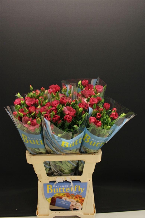 <h4>Ran Butterfly Lycia 60cm</h4>