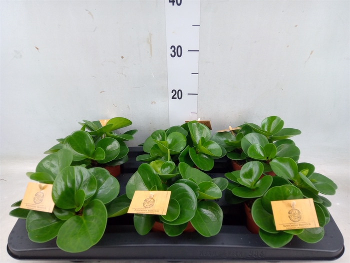 <h4>Peperomia obt. 'Green Gold'</h4>