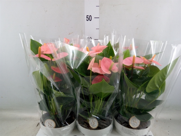 <h4>Anthurium andr. 'Spirit'</h4>