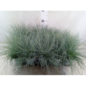 Festuca glauca 'Compacta Blue'