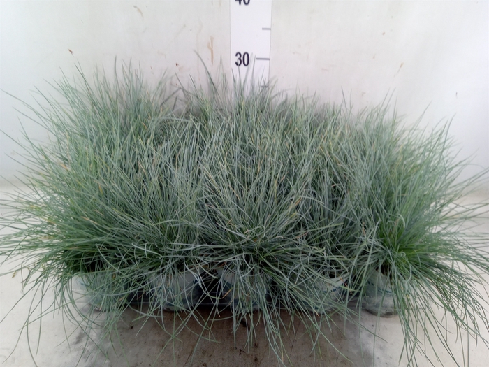 <h4>Festuca glauca 'Compacta Blue'</h4>