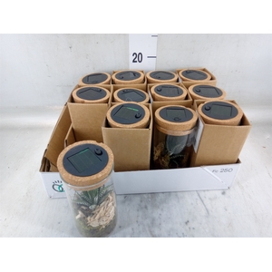Arr.   Kamerplant Groen L%