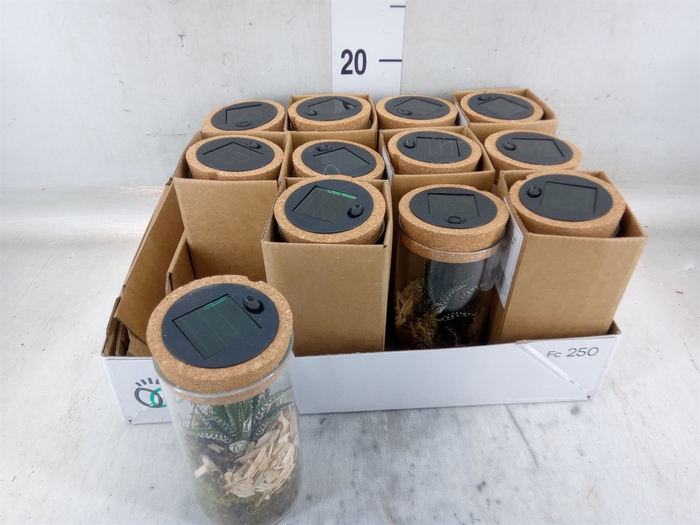 <h4>Arr.   Kamerplant Groen L%</h4>