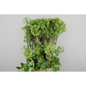 Angelica Gigas Groen