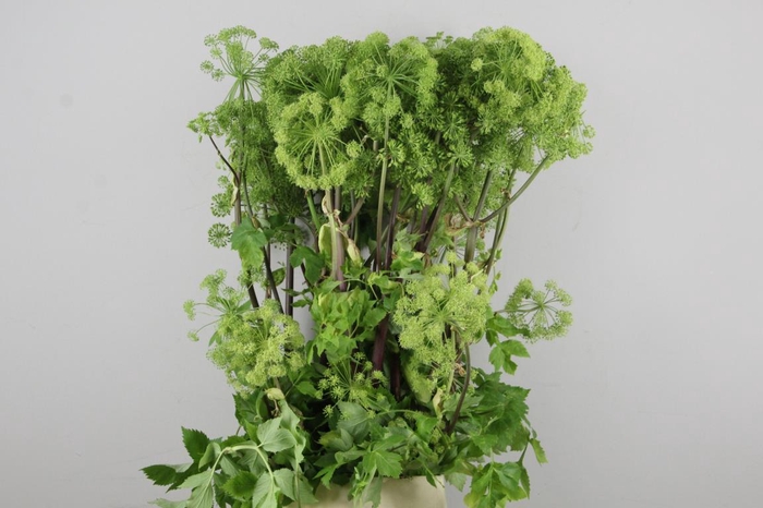 <h4>Angelica Gigas Groen</h4>