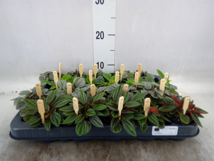 <h4>Peperomia   ...mix</h4>