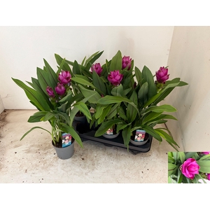 CURCU AL SIAM SPLASH