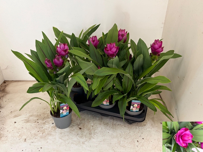 <h4>CURCU AL SIAM SPLASH</h4>