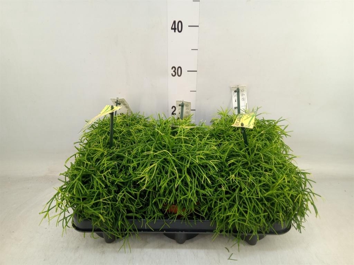 <h4>Rhipsalis baccifera 'Oasis'</h4>