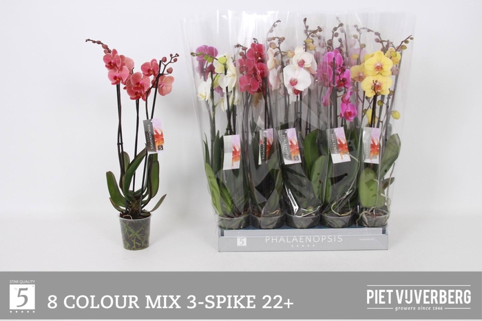 <h4>PHAL GEM 8 KL</h4>