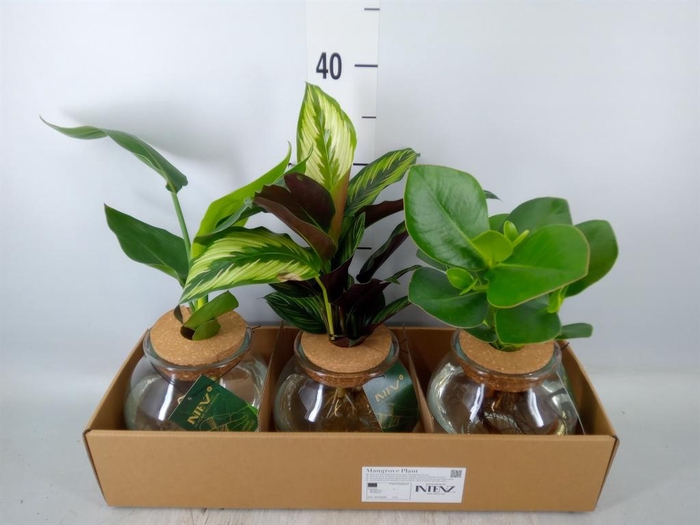 <h4>Planten  ..mix</h4>