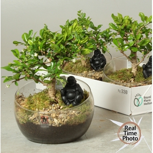 BONSAI GEM