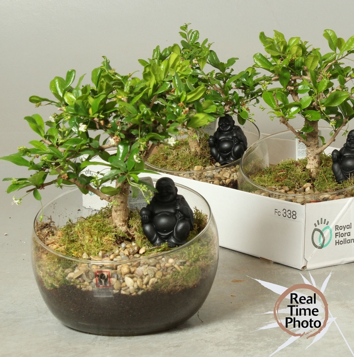 <h4>BONSAI GEM</h4>