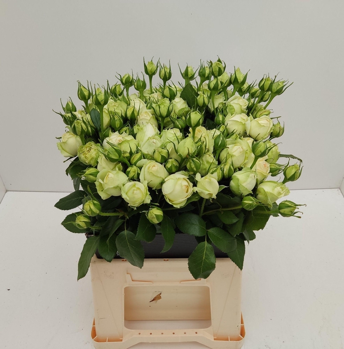 <h4>R TR WEDDING PIANO</h4>