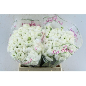 Ran Kloon Prima Polar