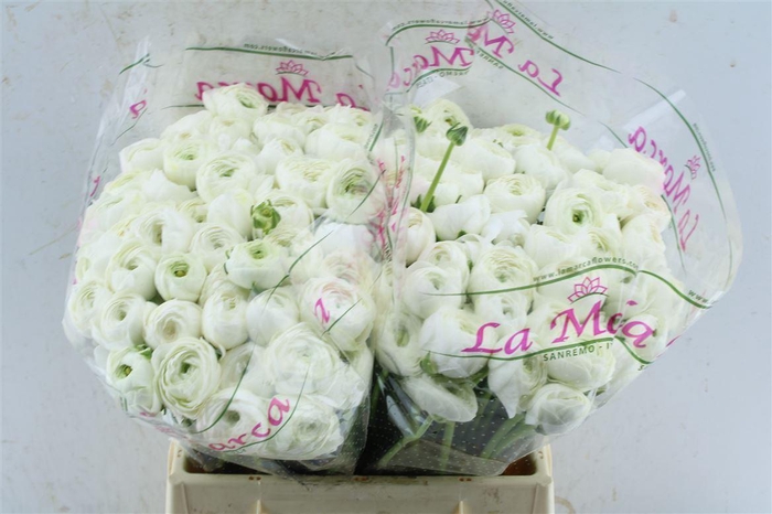 <h4>Ran Kloon Prima Polar</h4>