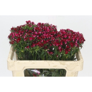 Dianthus Br Sweet Will Red