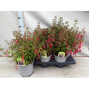 Fuchsia magellanica