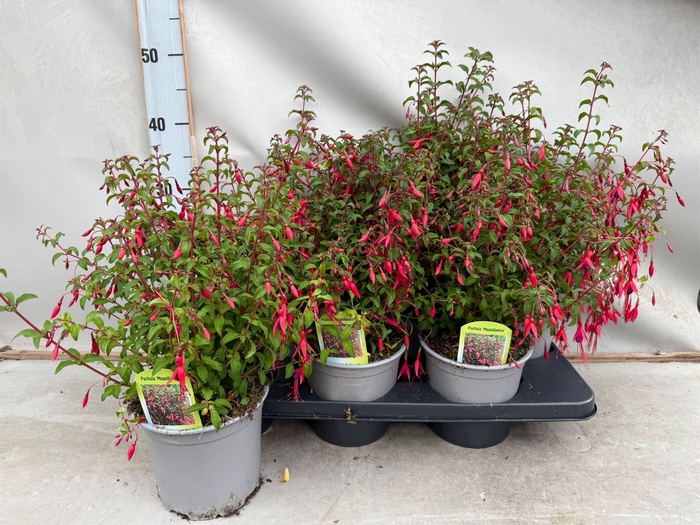 <h4>Fuchsia magellanica</h4>