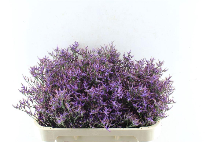 <h4>Lim Saf Dark Blue</h4>