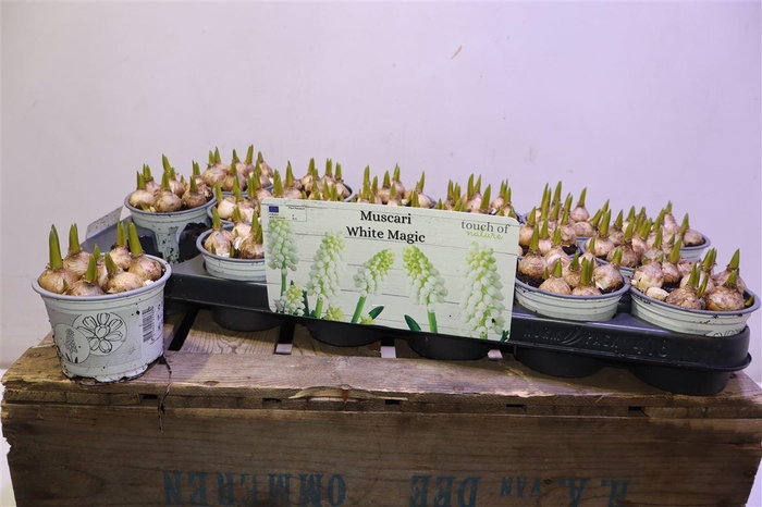 <h4>Muscar White Magic</h4>