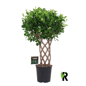 Ficus microcarpa 'Moclame'