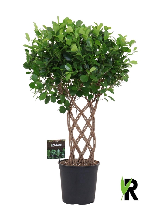 <h4>Ficus microcarpa 'Moclame'</h4>