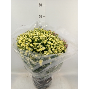 Chrysanthemum   ..GR