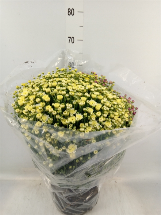 <h4>Chrysanthemum   ..GR</h4>