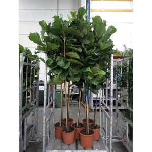 Ficus lyrata