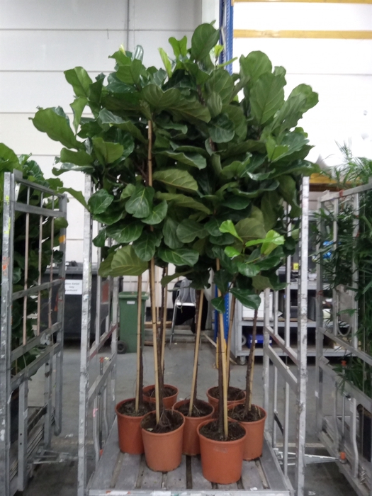 <h4>Ficus lyrata</h4>