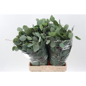 Euc Polyanthemo P Bs