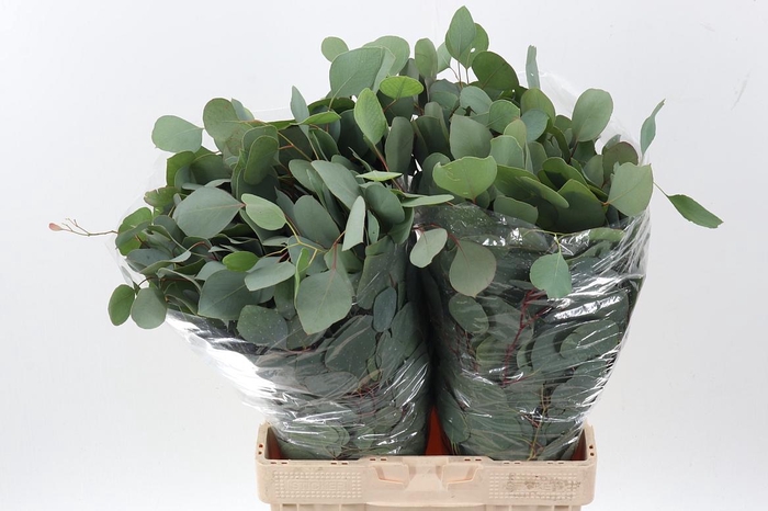 <h4>Euc Polyanthemo P Bs</h4>