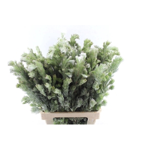 Kaaps Adenanthos
