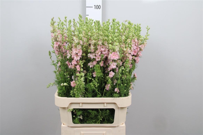 <h4>Cons R Q Light Pink</h4>