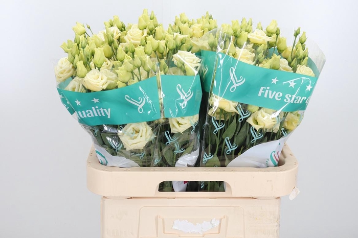 <h4>Eus G Rosita Yellow</h4>