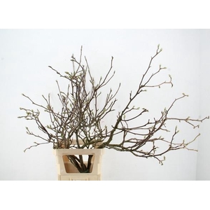 MAGNOLIA SOULANGEANA TOEF 120CM