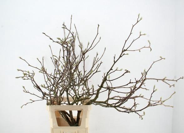 <h4>MAGNOLIA SOULANGEANA TOEF 120CM</h4>