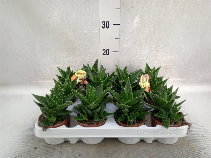 <h4>Aloe perfoliata</h4>