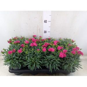 Dianthus car. 'Peman Fancy Cerise'