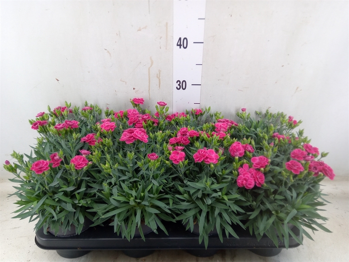 <h4>Dianthus car. 'Peman Fancy Cerise'</h4>