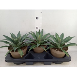 xMangave  'Mad About M Pineapp Exp'